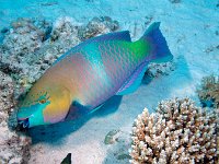 Quoy's Parrotfish